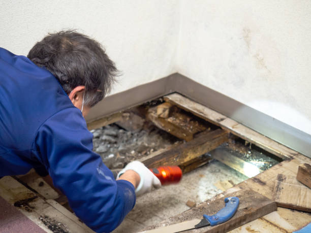 Mcnary, AZ Mold Remediation Company