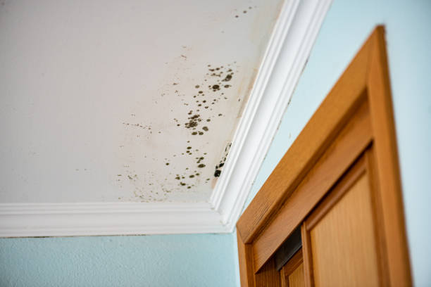 Best HVAC Mold Remediation in Mcnary, AZ