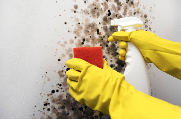 Best Preventive Mold Services in Mcnary, AZ