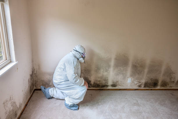 Best Commercial Mold Remediation in Mcnary, AZ
